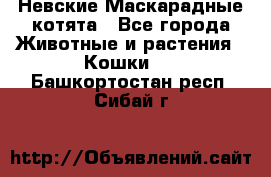 Невские Маскарадные котята - Все города Животные и растения » Кошки   . Башкортостан респ.,Сибай г.